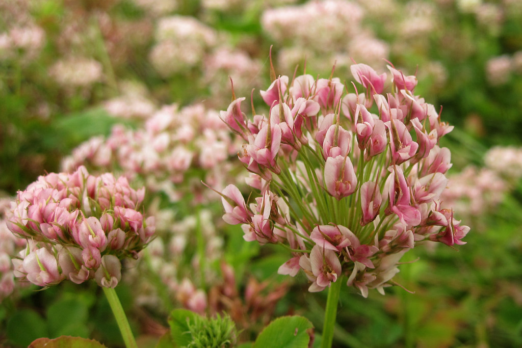 Trifolium_hybridum_Phyllodie_2014-06-28 (2).jpg