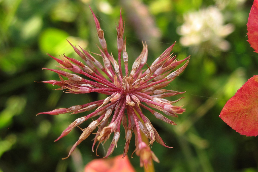 Trifolium_hybridum_Phyllodie_2014-06-28 (3).jpg