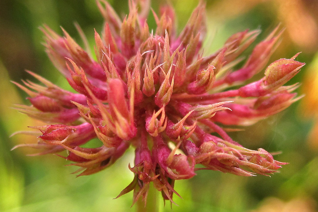 Trifolium_hybridum_Phyllodie_2014-06-28 (4).jpg