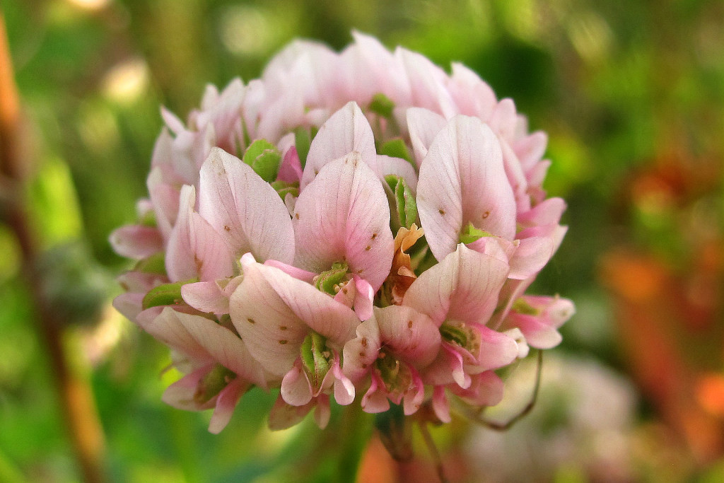 Trifolium_hybridum_Phyllodie_2014-06-28 (5).jpg