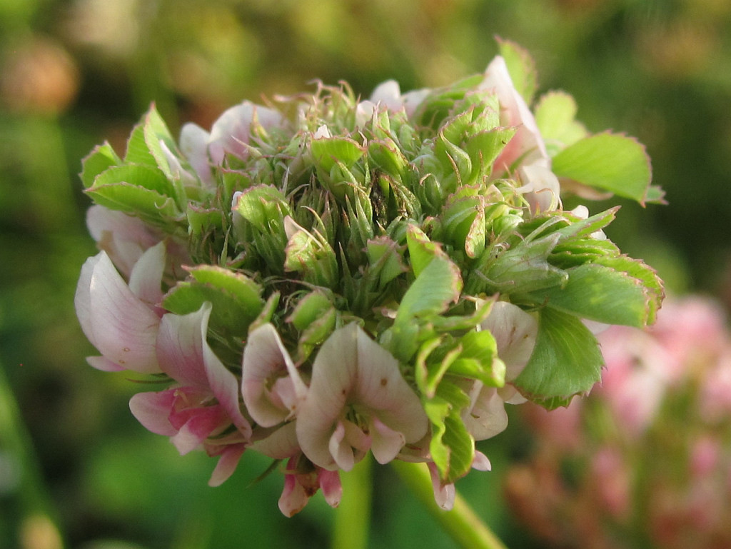 Trifolium_hybridum_Phyllodie_2014-06-28 (6).jpg