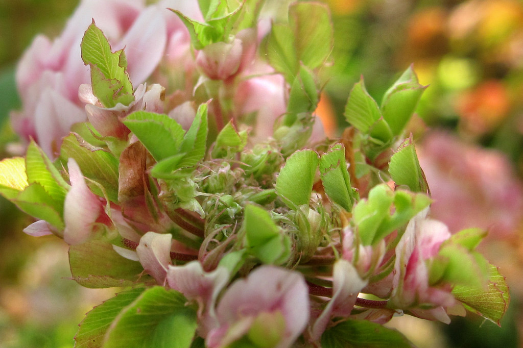 Trifolium_hybridum_Phyllodie_2014-06-28 (7).jpg