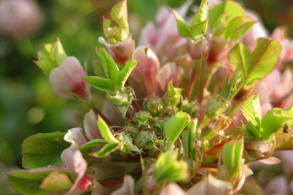 Trifolium_hybridum_Phyllodie_2014-06-28 (8).jpg