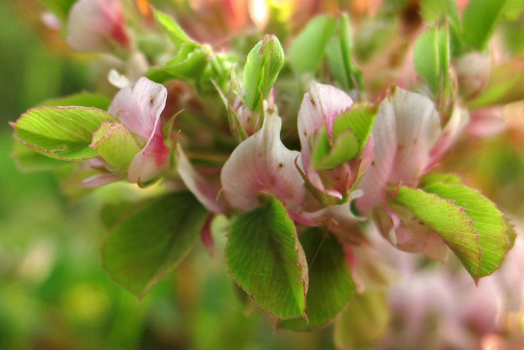 Trifolium_hybridum_Phyllodie_2014-06-28 (9).jpg