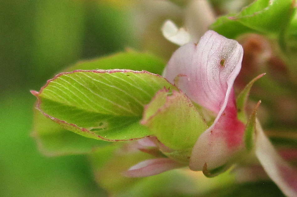 Trifolium_hybridum_Phyllodie_2014-06-28 (10).jpg