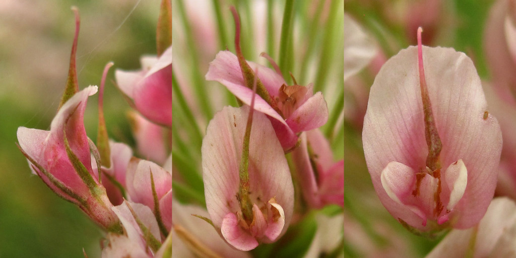 Trifolium_hybridum_Phyllodie_2014-06-28 (11).jpg
