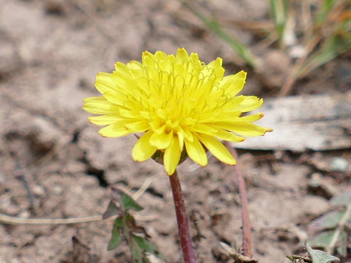 t.sp.100520.2.jpg