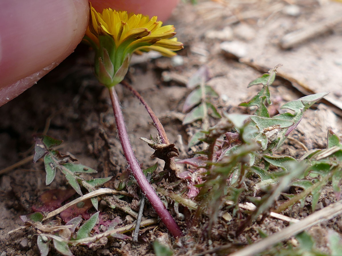 t.sp.100520.1.jpg