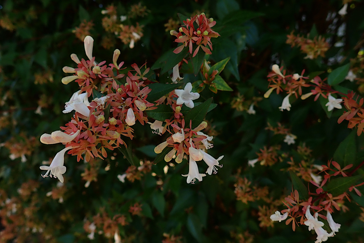 14_Abelia grandiflora_08.2022.jpg