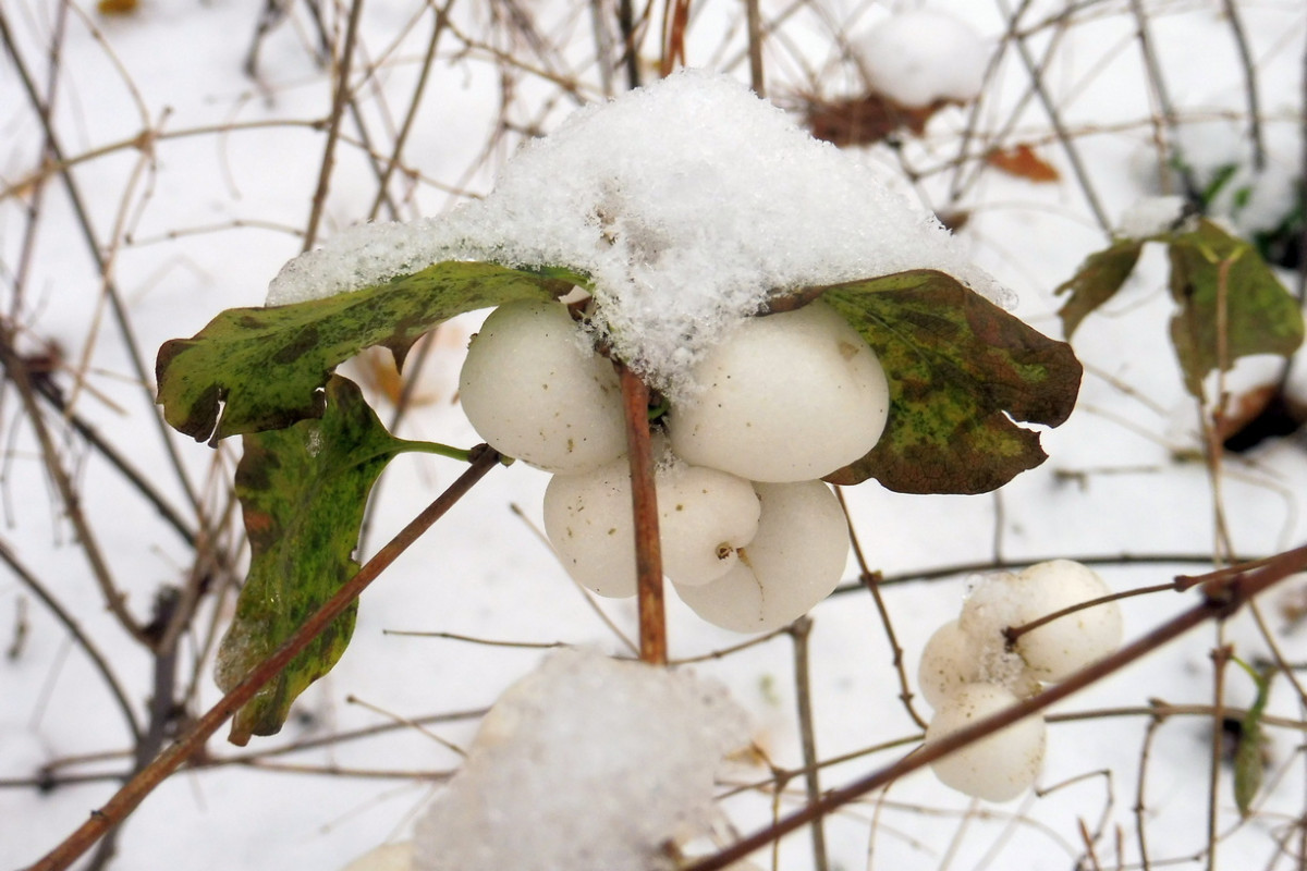 Schneebeere im Schnee.JPG