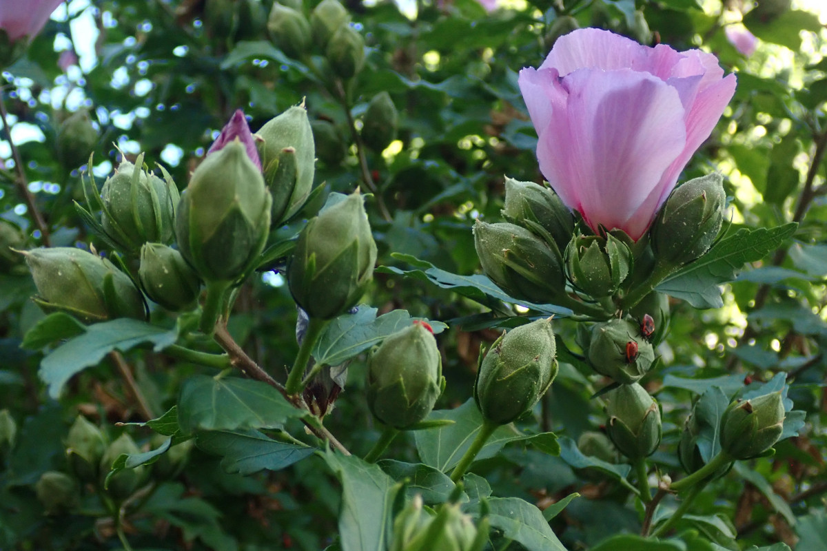 15_Hibiscus syriacus_08-2022.jpg