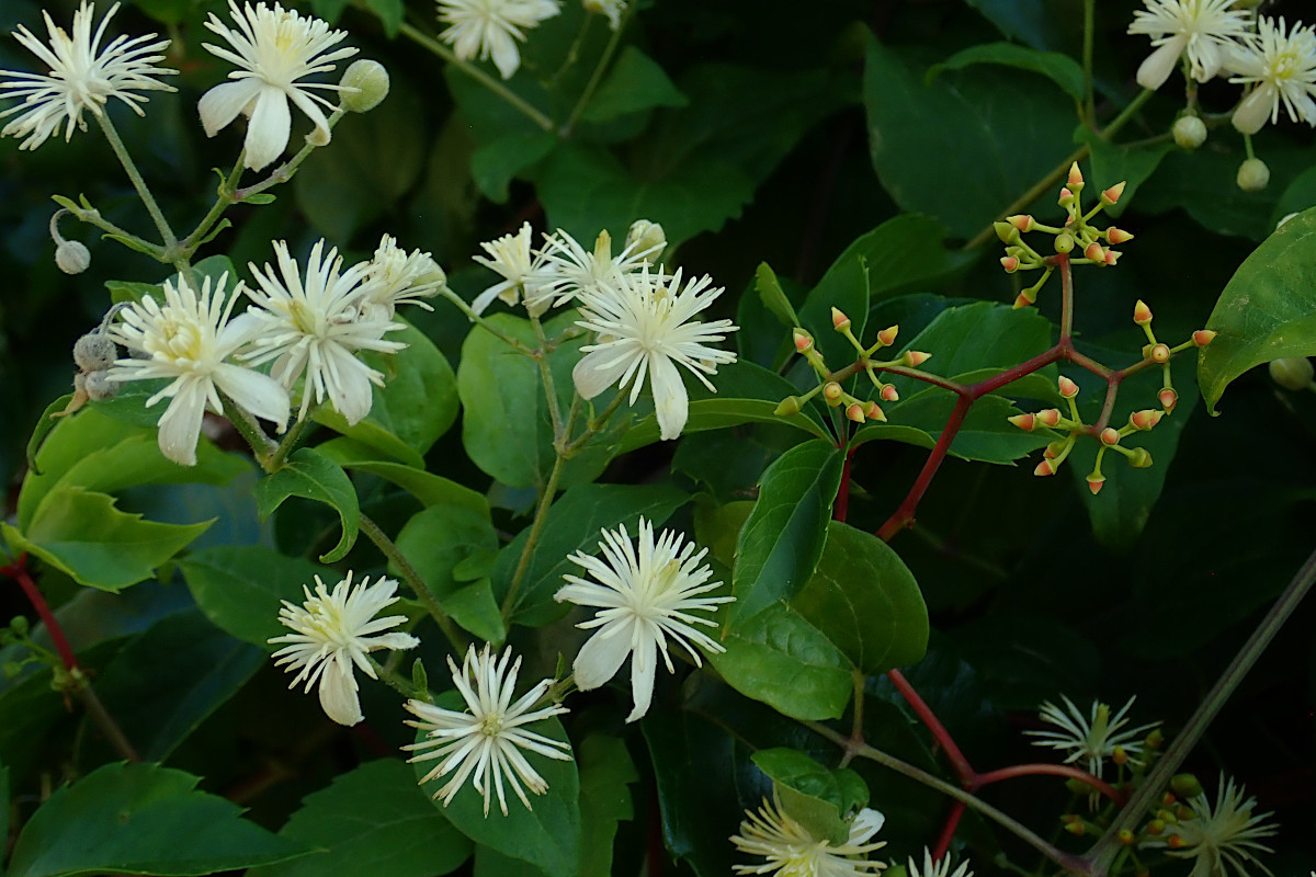 13_Clematis vitalba und Parthenocissus quinquefolia_08-2022.jpg