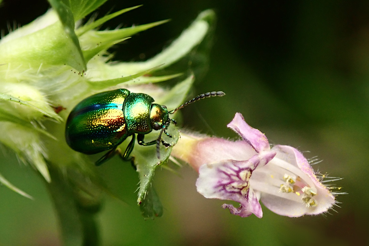 Chrysolina fastuosa-a_Prächtiger Blattkäfer an Stechendem Hohlzahn_Galeopsis tetrahit_08-2022.jpg