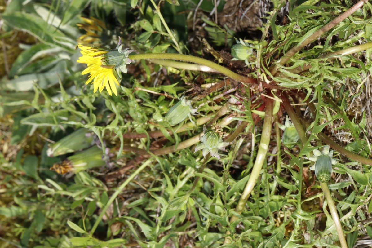 Taraxacum lacistophyllum 23-128 Porphyrlandschaft SE Mücheln ST A04.jpg