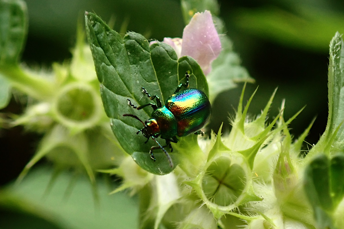 Chrysolina fastuosa-b_08-2022.jpg