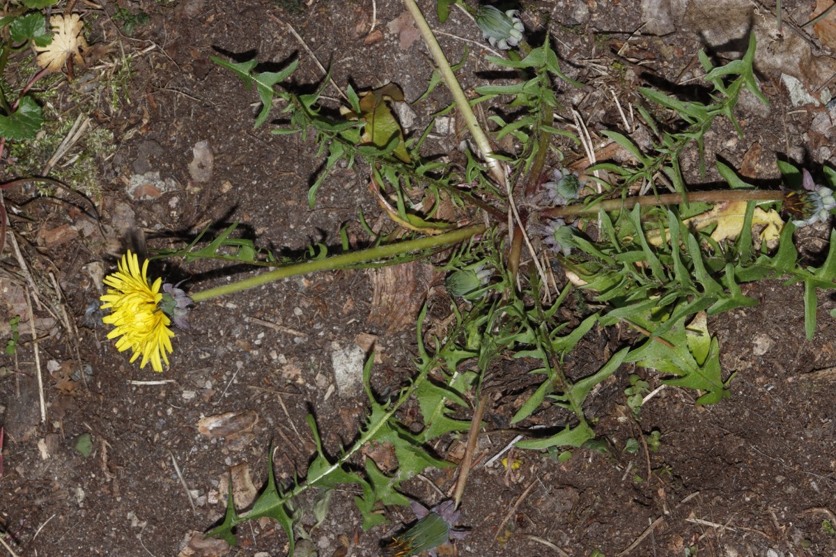 Taraxacum lacistophyllum (groß) 21-230 Waldschneise NE Blumenau A3.jpg