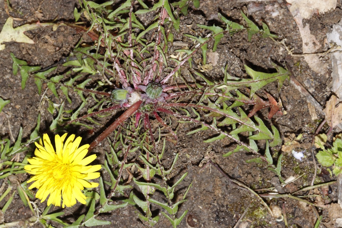 Taraxacum lacistophyllum 23-026 Germersheim Kasematten A3.jpg