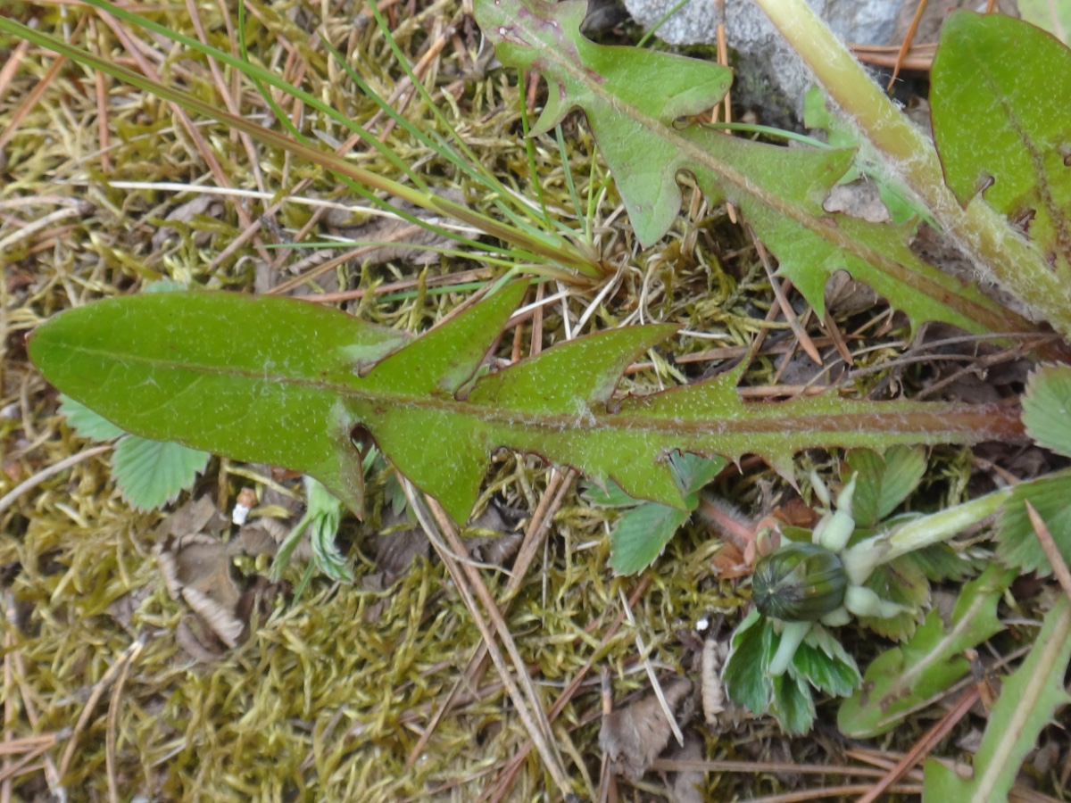 DSC00370.JPG