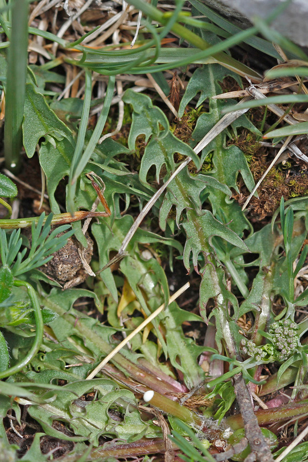 Taraxacum sp. (Blatt).jpg