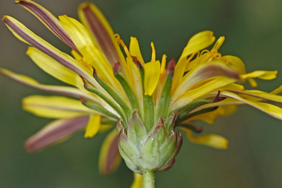 Taraxacum sp. (seitlich).jpg