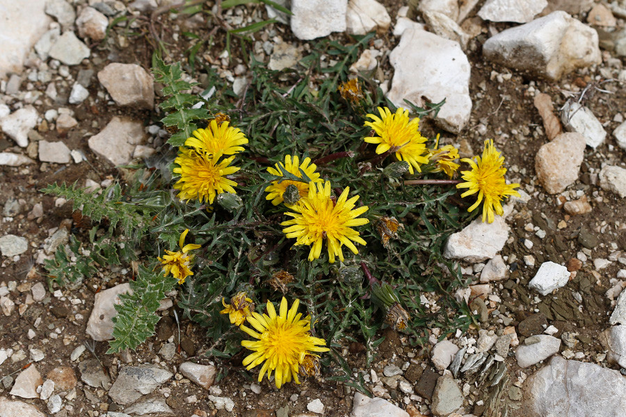 Taraxacum sp.jpg