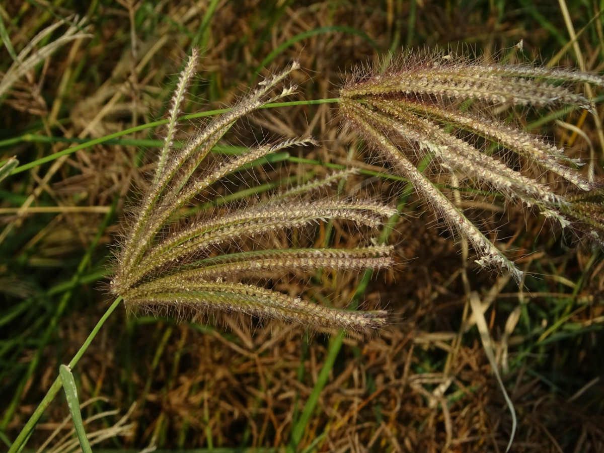 Chloris barbata_virgata.JPG