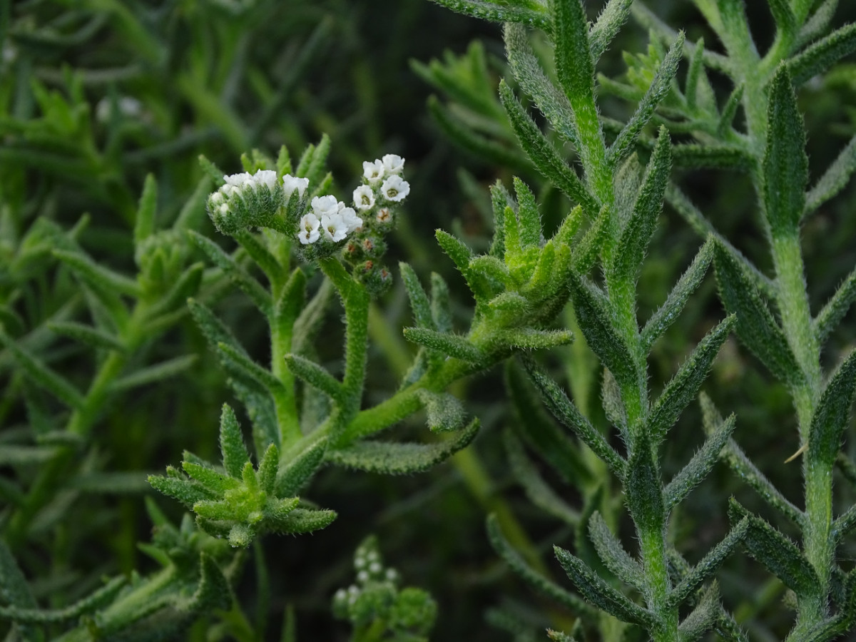 Heliotropium kotschyi_bacciferum.JPG