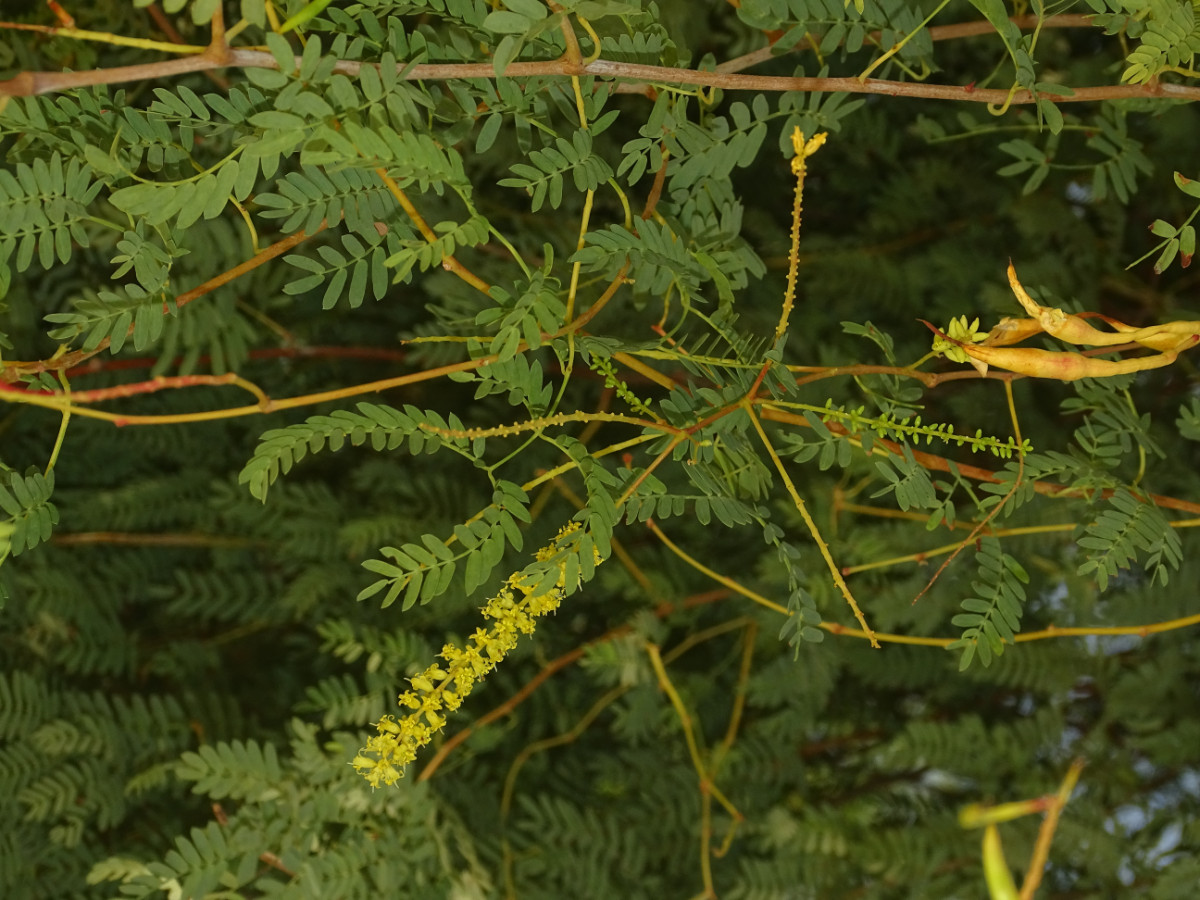 Prosopis cineraria.JPG