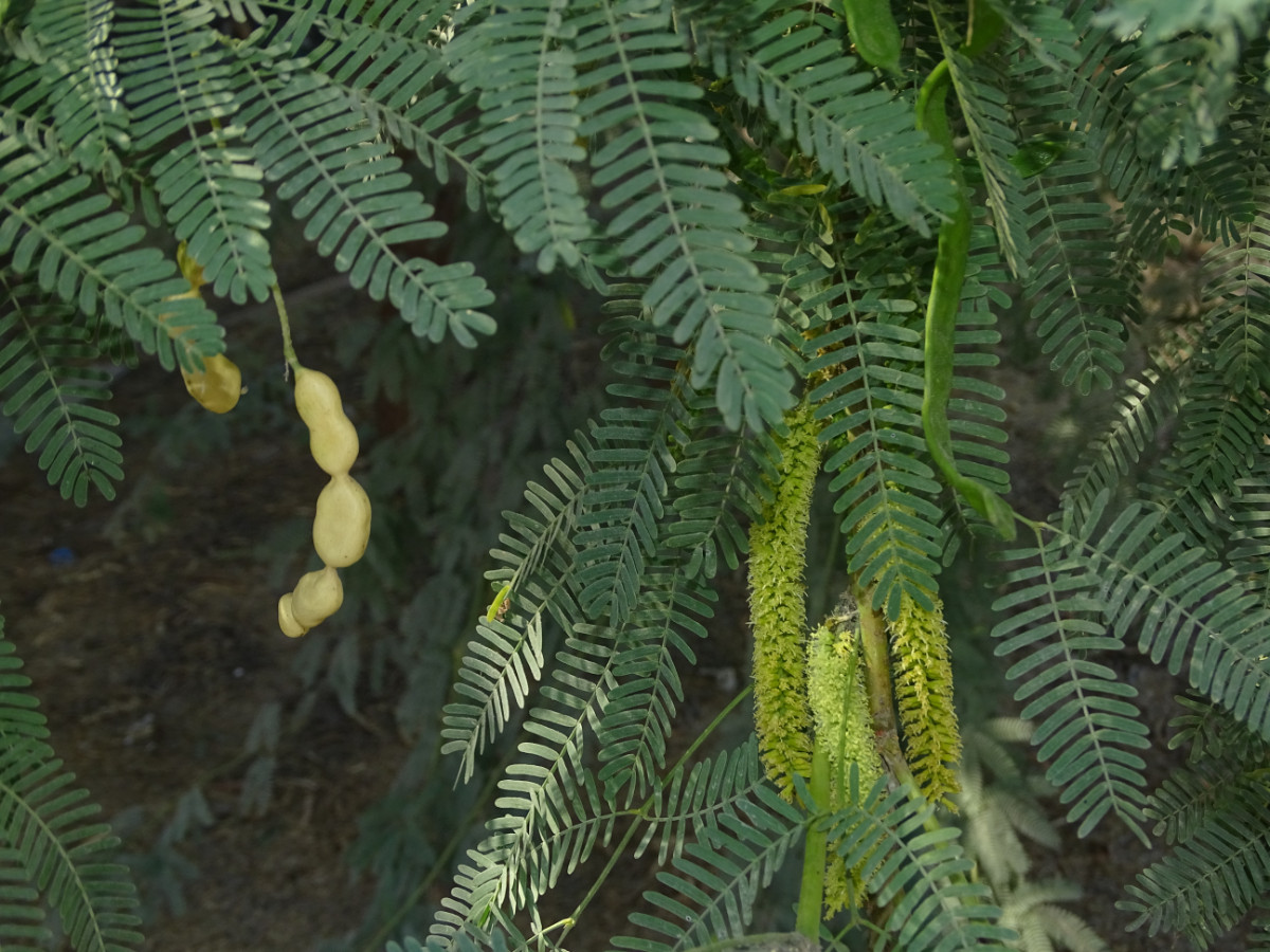 Prosopis_Neltuma juliflora.JPG