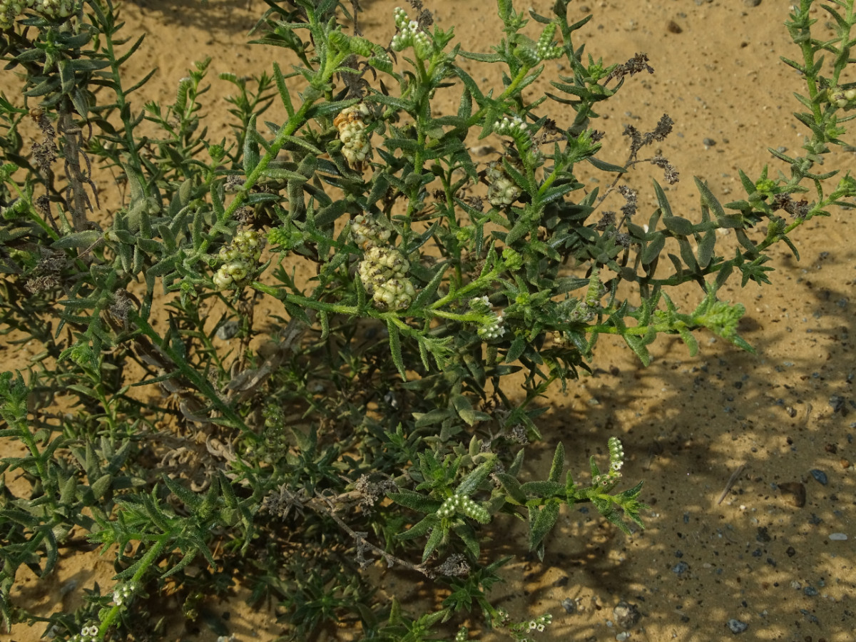 Heliotropium bacciferum.JPG