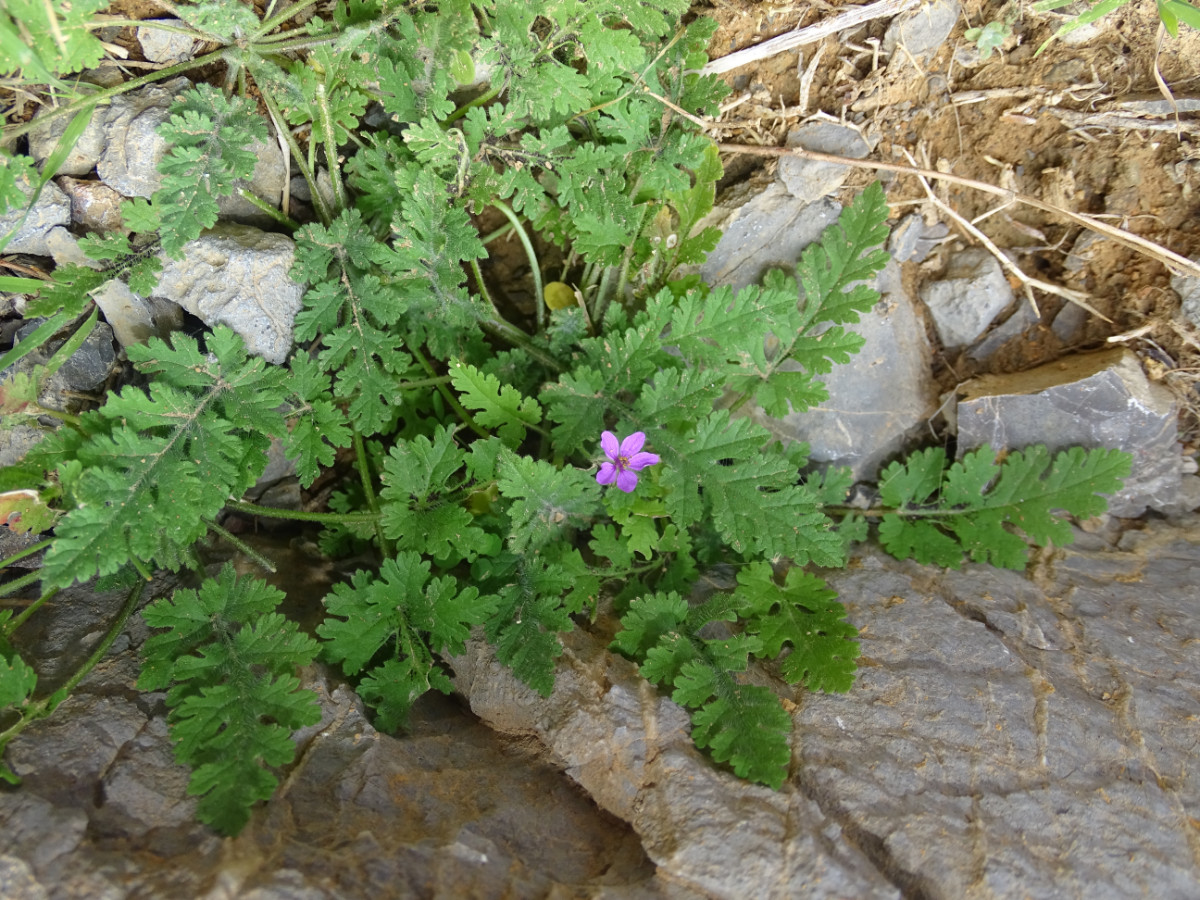 Erodium.JPG