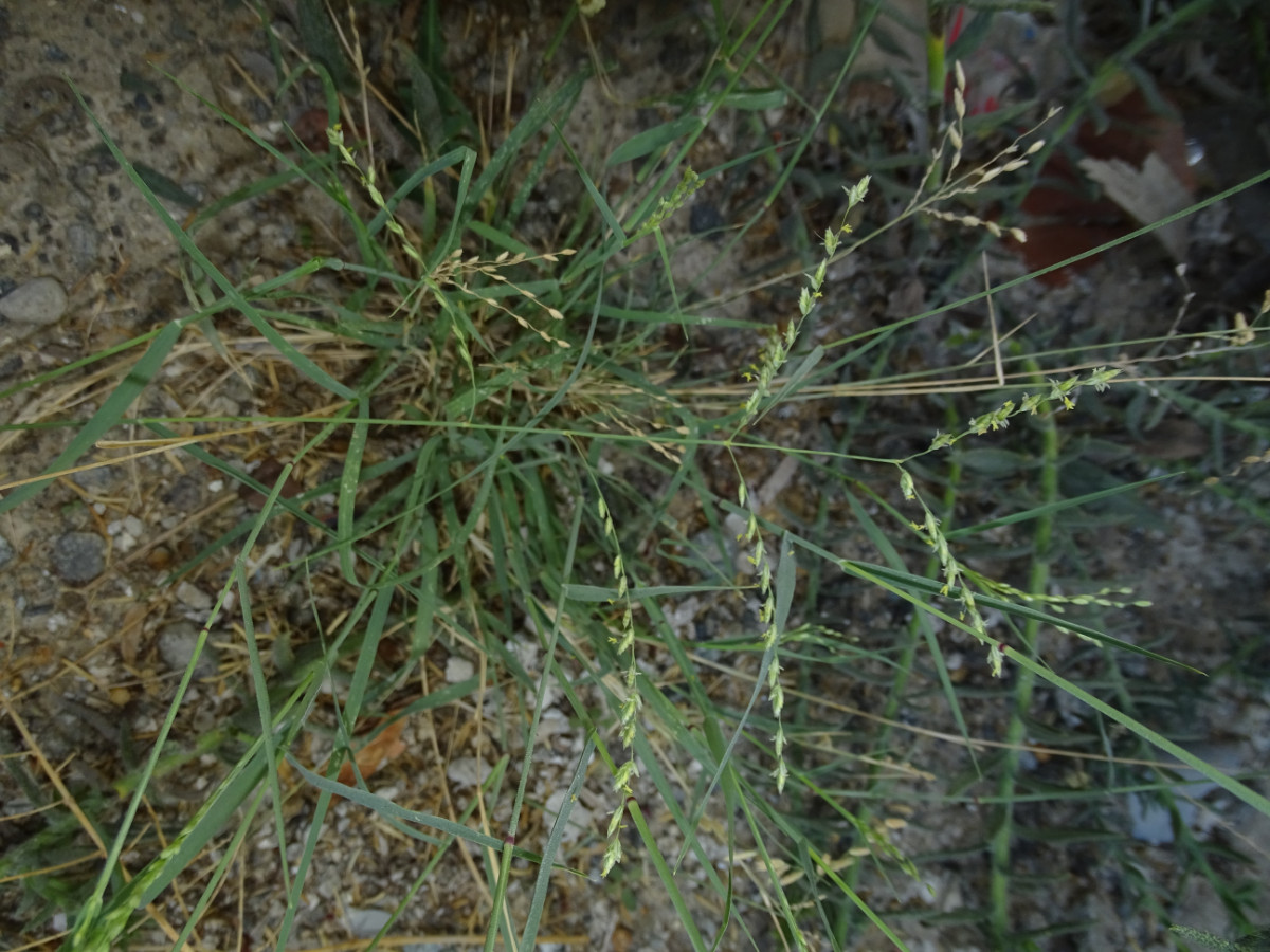 cf Panicum.JPG