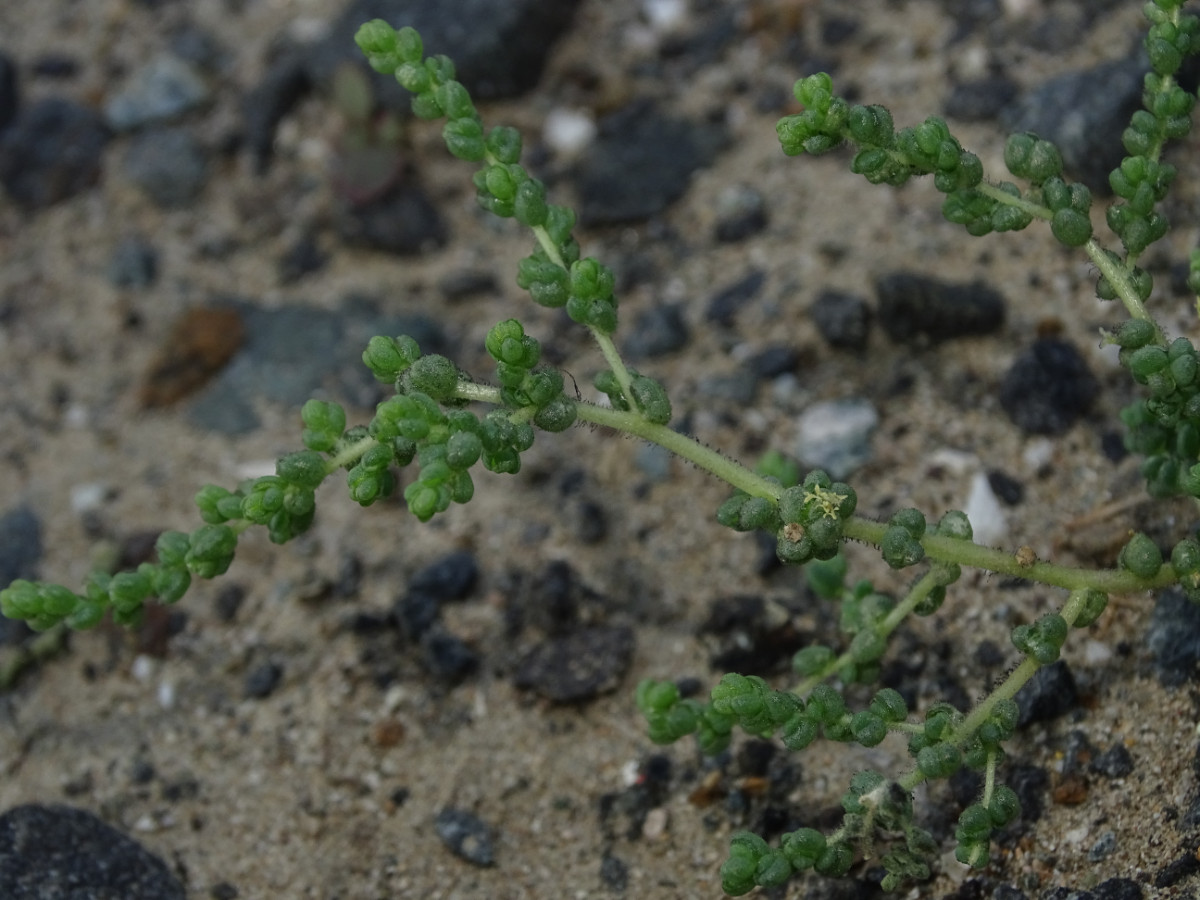 Caroxylon imbricatum.JPG
