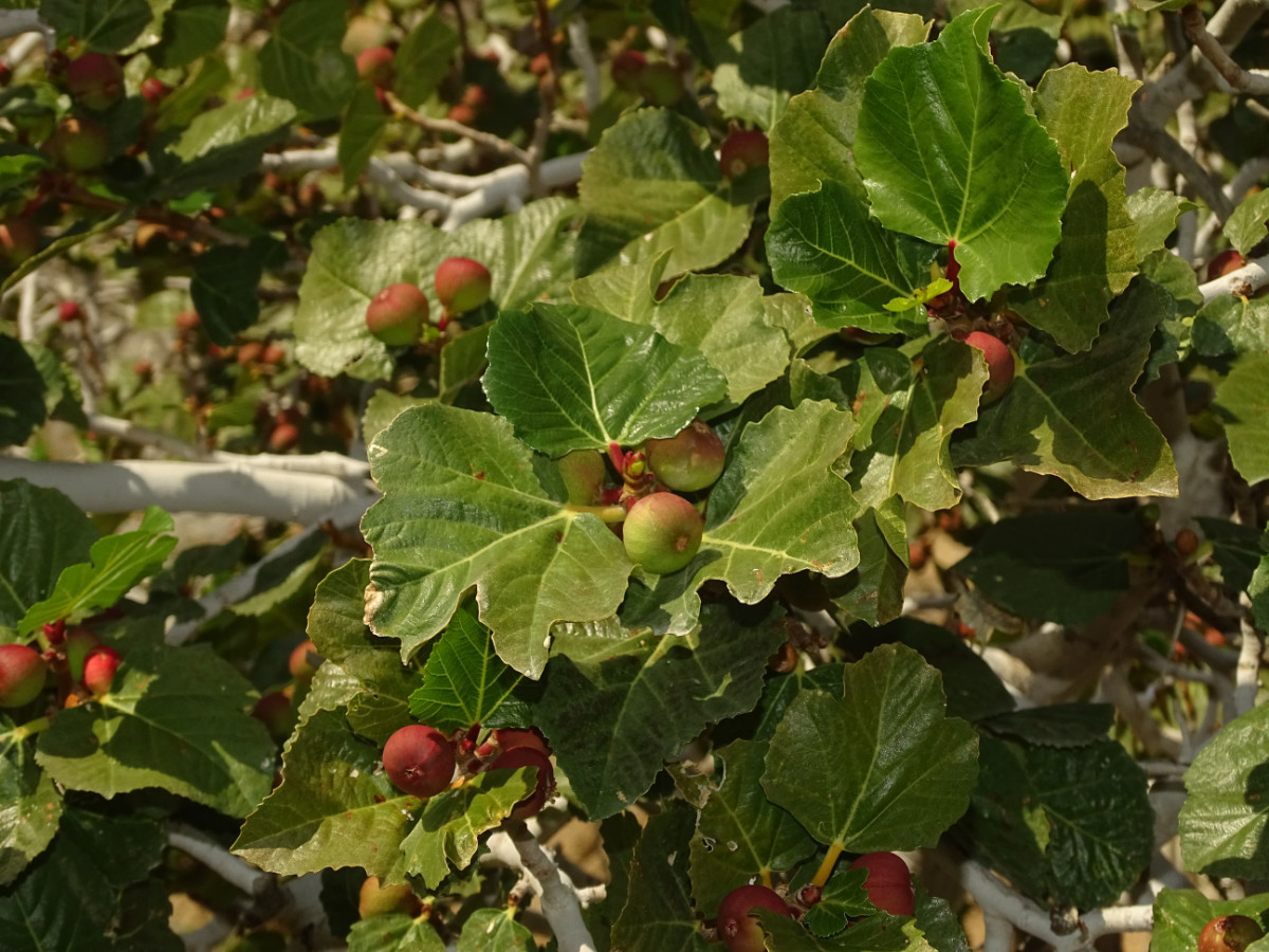 Ficus johannis.JPG