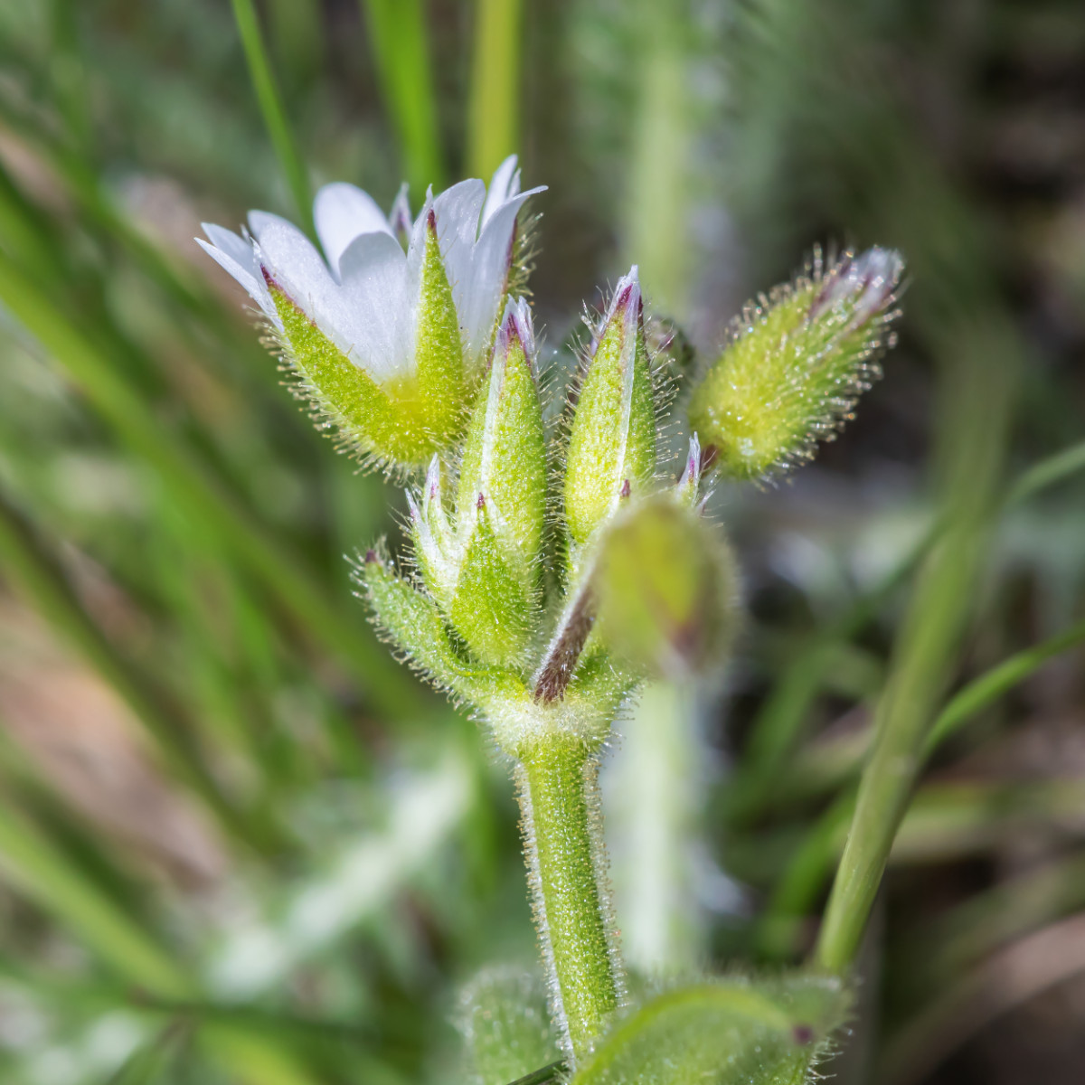 iNat Flora Cerastium pumilum; Caryophyllaceae (6).jpg