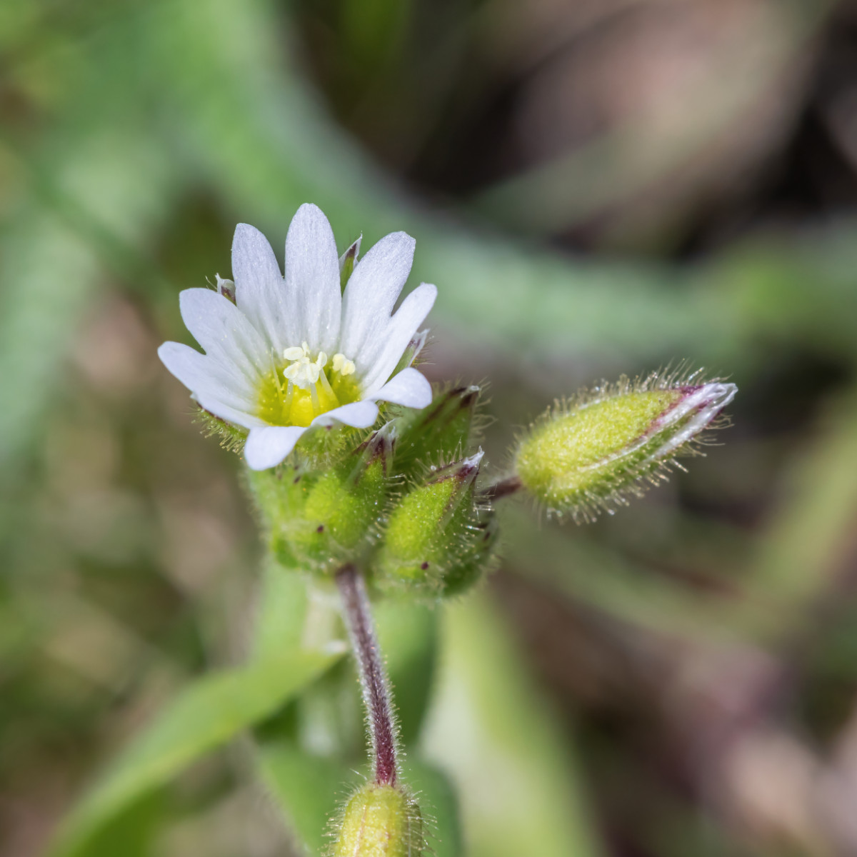 iNat Flora Cerastium pumilum; Caryophyllaceae (7).jpg