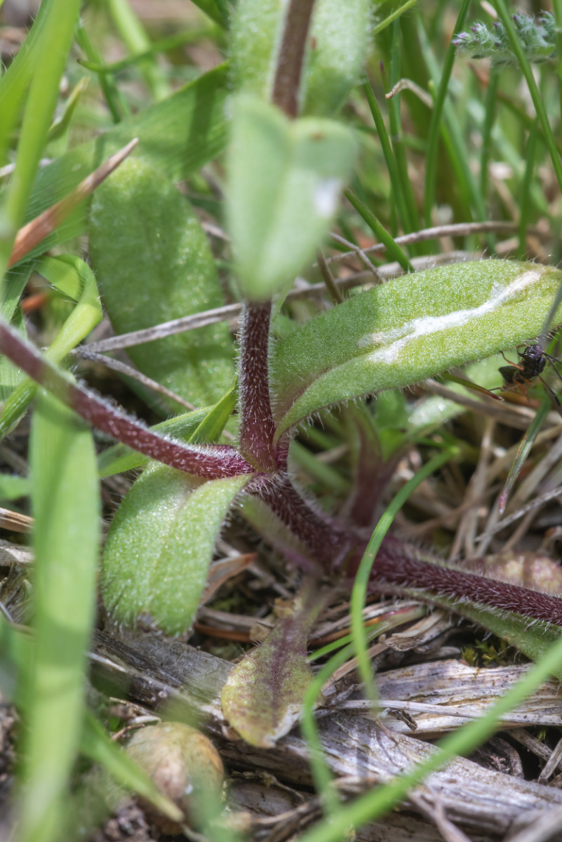 iNat Flora Cerastium pumilum; Caryophyllaceae (5).jpg