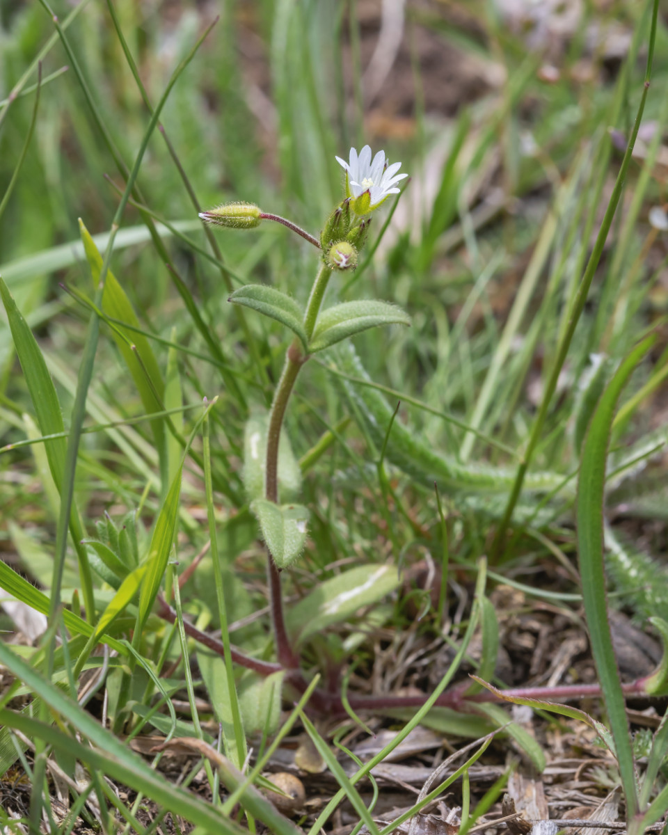 iNat Flora Cerastium pumilum; Caryophyllaceae (4).jpg