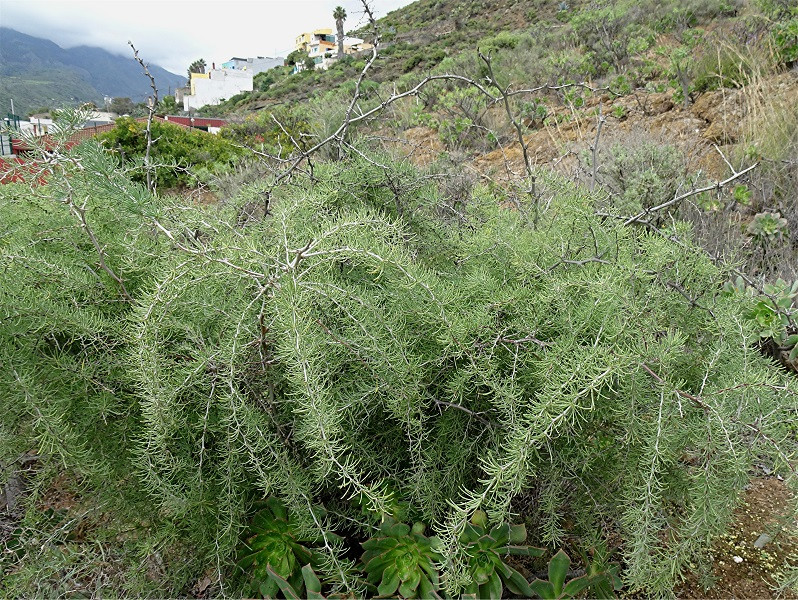 DSC06136 Spargel unbestimmt, Aspatagus indet., Ausschnitt, Helligkeit, Schärfe, klein.jpg