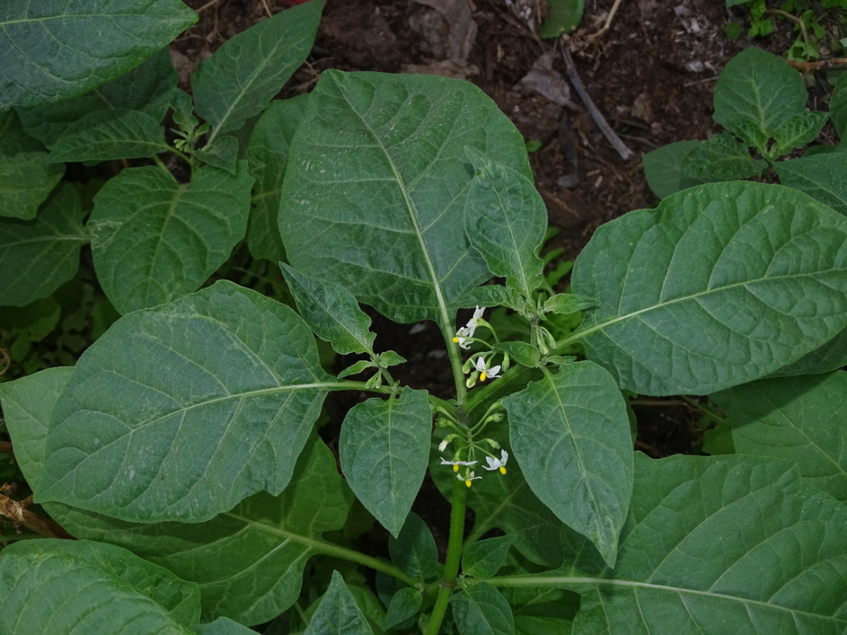 Solanum.JPG