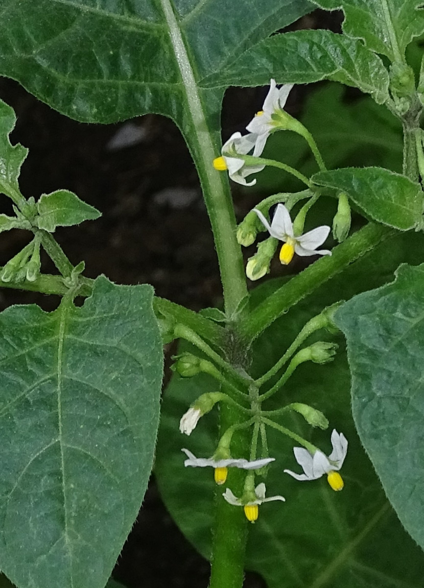 Solanum2.jpg