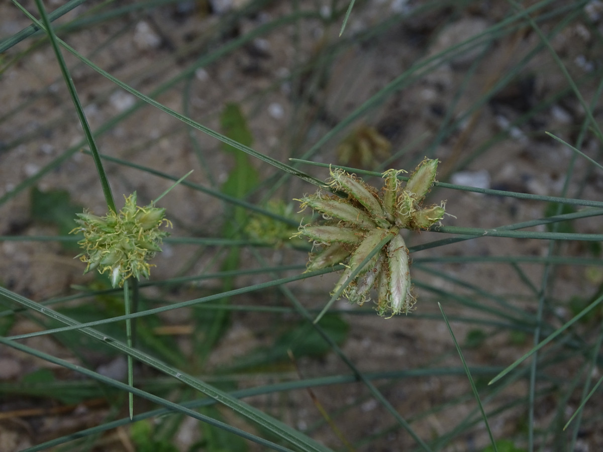 Cyperus conglomeratus.JPG