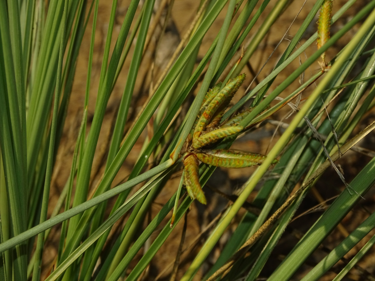 Cyperus (4).JPG