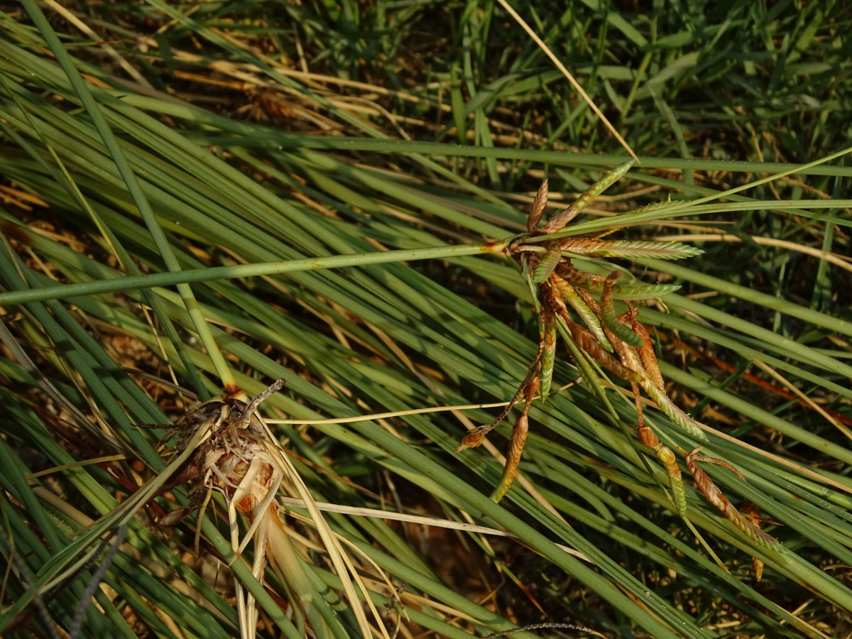 Cyperus.JPG