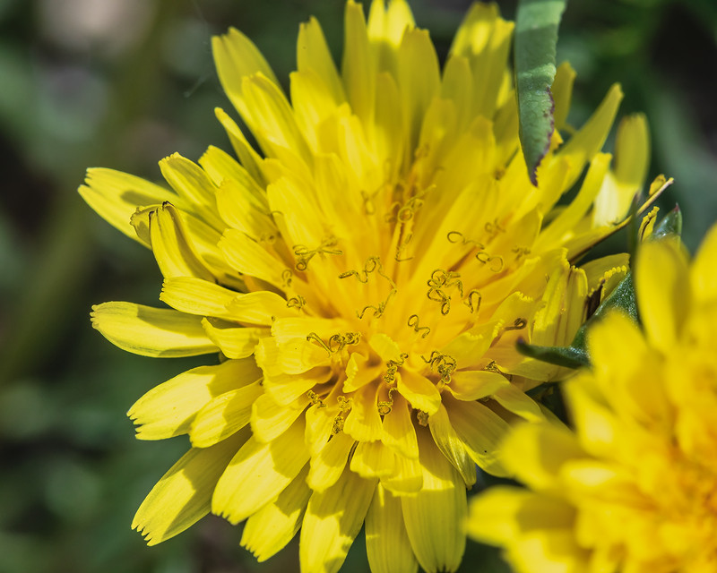 Forum Taraxacum; Asteraceae (1).jpg