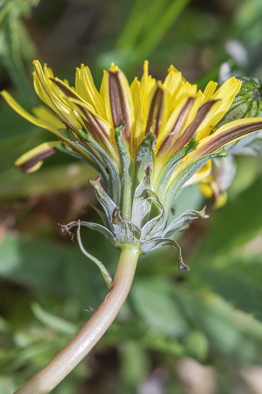 Forum Taraxacum; Asteraceae (2).jpg