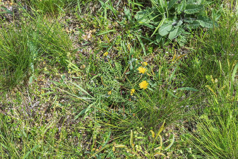 Forum Taraxacum; Asteraceae (4).jpg