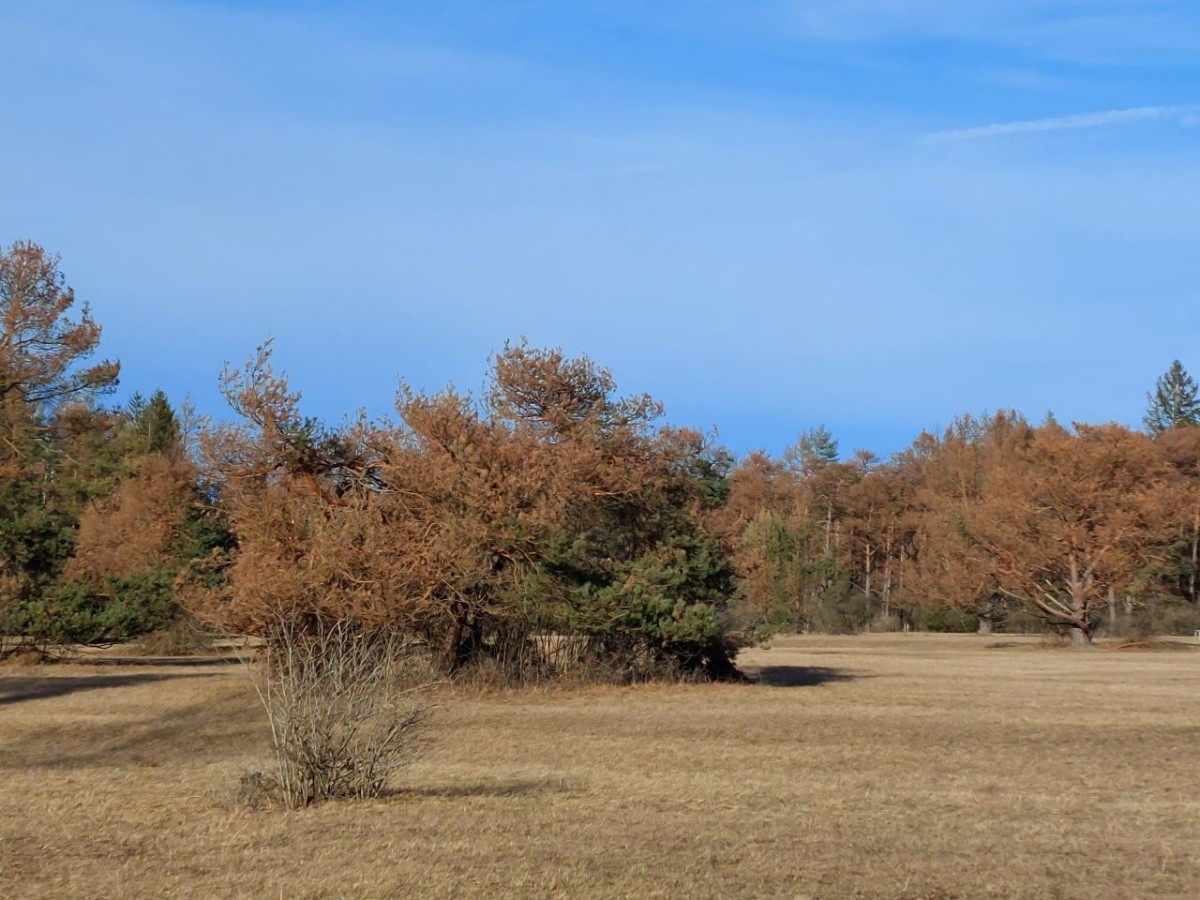 20231227_Stadtwald Augsburg Koenigsbrunner Heide.jpg