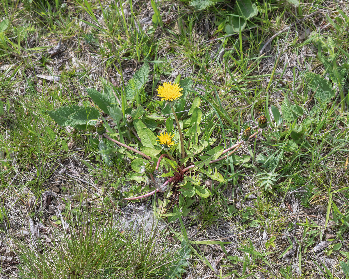 Forum Taraxacum; Asteraceae (4).jpg