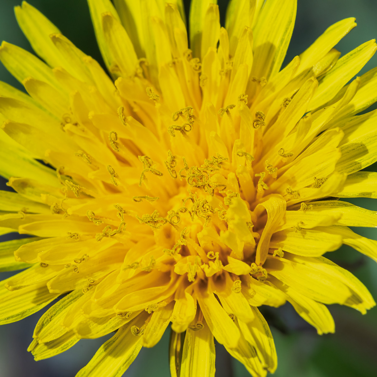 Forum Taraxacum; Asteraceae (7).jpg